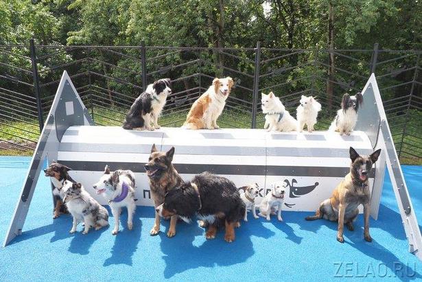 Владельцы собак получили в 12-м микрорайоне современную благоустроенную площадку