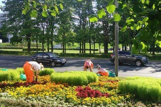 Свыше 210 тысяч цветов украшают Зеленоград