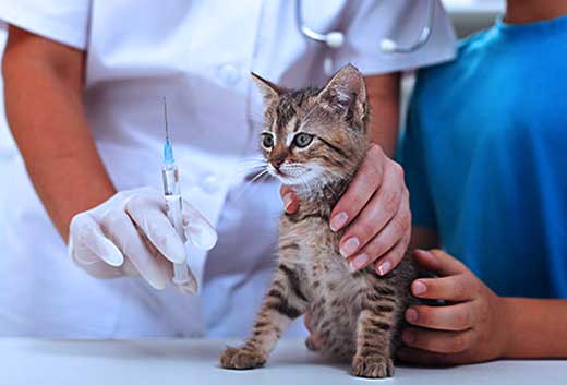 На следующей неделе в Силино будет проводиться вакцинация животных от бешенства