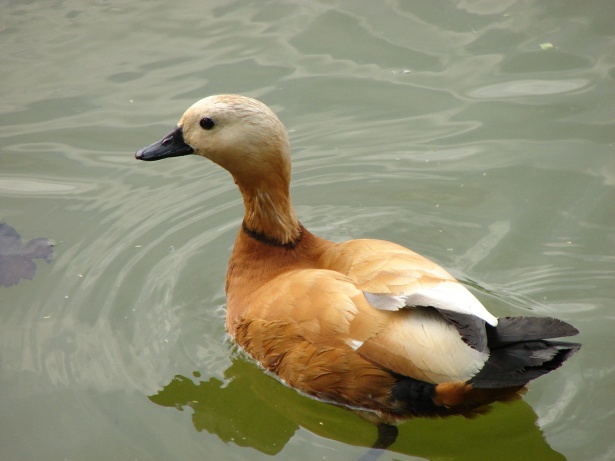 На Школьном озере в Силино помогут остающимся на зимовку птицам