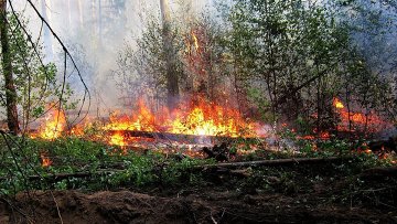 Вокруг Зеленограда сегодня отменено сжигание древесины