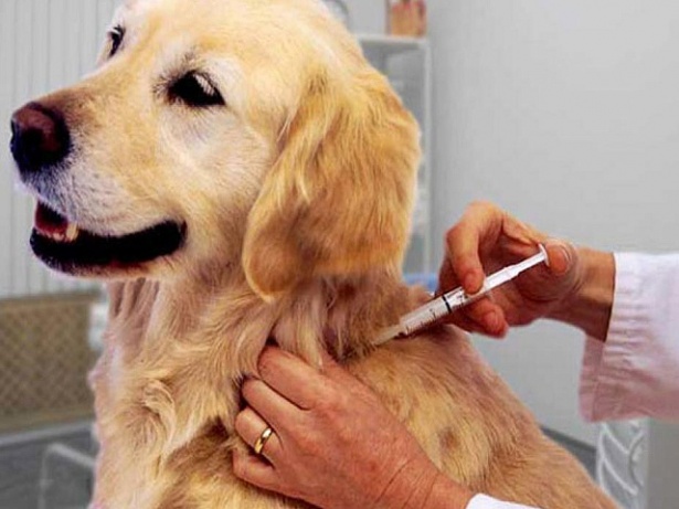 В Зеленограде возобновили работу прививочные пункты вакцинации домашних животных 