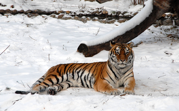 Праздничная программа ждет гостей Московского зоопарка 12 февраля