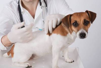 В Силино прививочные пункты вакцинации животных против бешенства начнут работать в январе