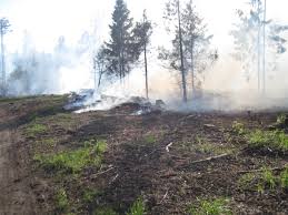 Сжигание древесины возле Зеленограда временно запрещено