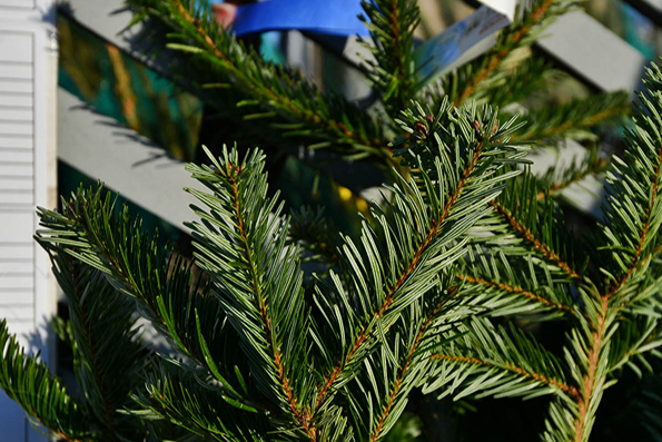 В Силино у корпусов 1013а, 1137 и 1206а откроются пункты приема использованных новогодних деревьев