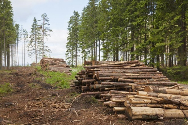 Лесорубы удалили 28% деревьев с типографом