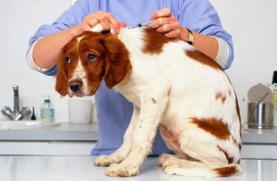 Государственная ветеринарная служба Зеленоградского округа проводит вакцинацию