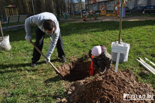 Весной Зеленоград обзаведется новыми деревьями и кустарниками