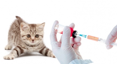 В районе Силино продолжается вакцинация животных от бешенства