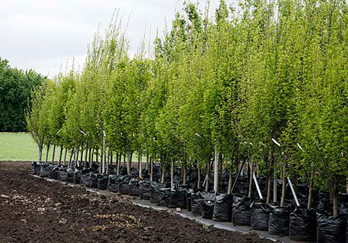 Акция «Миллион деревьев» успешно прошла в Силино