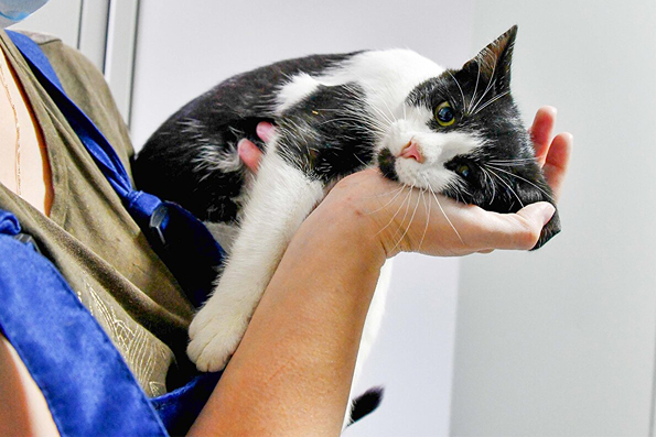 В феврале в районе Силино начнется вакцинация собак и кошек против бешенства