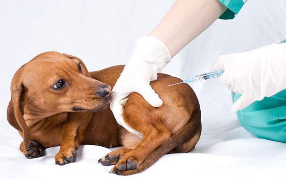 В Силино продолжится иммунизация домашних животных от бешенства