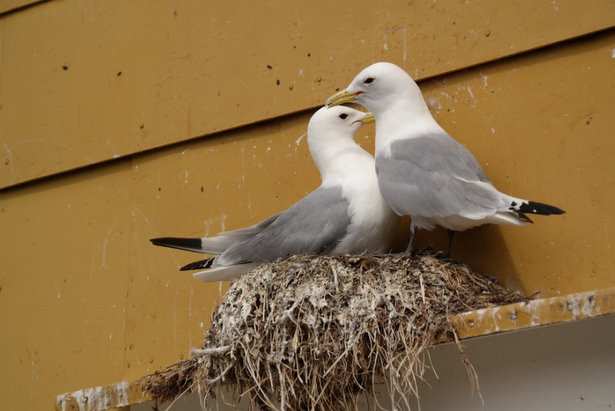 Крикливым чайкам не позволят гнездиться на крыше школы № 1528