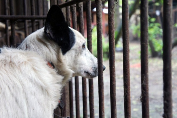В Зеленограде проведена вакцинация диких животных от бешенства