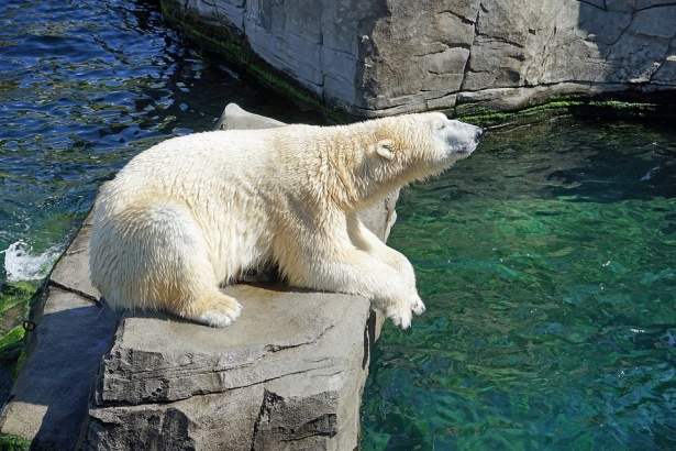 В Московском зоопарке отметят день полярного медведя