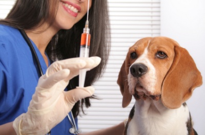 Государственная ветеринарная служба Зеленоградского округа проводит вакцинацию домашних животных