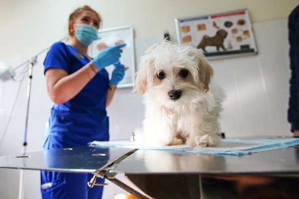 В Силино сегодня будет работать пункт вакцинации домашних животных от бешенства