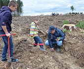 Жители Зеленограда в субботу вышли сажать деревья