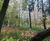 В 10-м микрорайоне Зеленограда высажено 59 деревьев