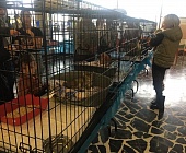 Приютские животные нашли себе хозяев на выставке в КЦ "Зеленоград»